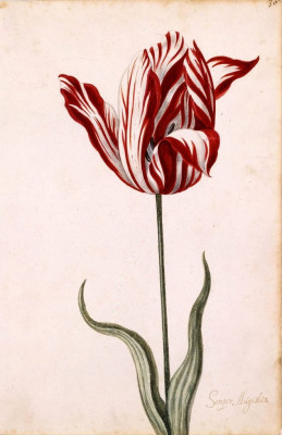 Semper_Augustus_Tulip_17th_century-662x1024.jpg
