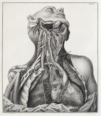 CN 22208 Tabulae neurologicae _Scarpa_1794-min.jpg