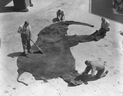 cleaning-the-elephant-skins-at-the-american-museum-of-natural-history-1933.jpg