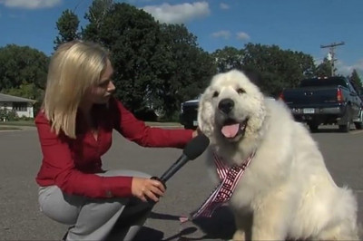 this-dog-was-elected-the-mayor-of-a-small-town-in-2-21764-1407940524-3_dblbig.jpg