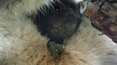 koala-eating-poop-video.jpg