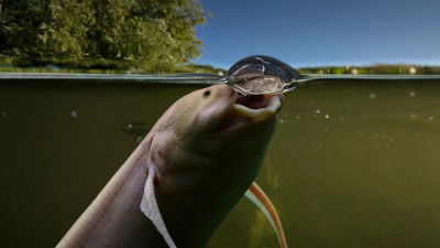 hero-westafricanlungfish.jpg