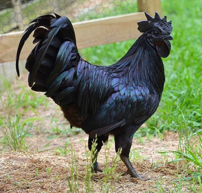 630px-BlackChicken.jpg