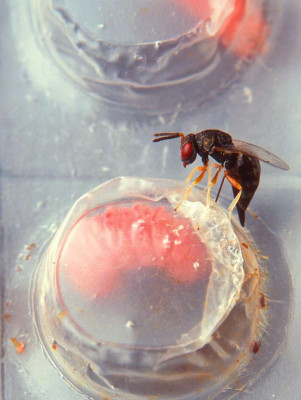 female-catolaccus-grandis-wasp-93025b-1024.jpg