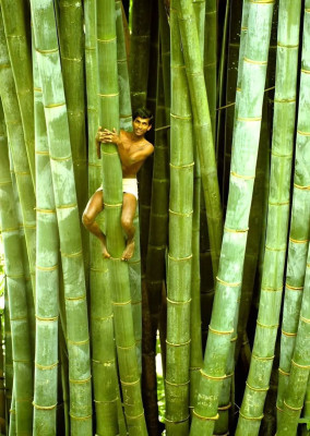 Dragon Bamboo, je druh obřího bambusu, který pochází z jihovýchodní Asie.jpg