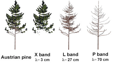 forest_wavelength.jpg