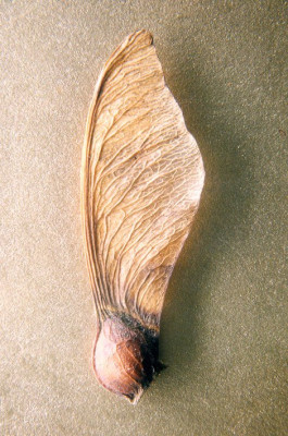 Maple-seed.jpg
